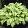 Hosta fortuna albopicta: opis, fotografije, recenzije